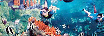 coral reef2